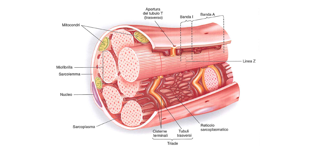 Il ferro influisce anche sulla capacità delle cellule muscolari di produrre energia