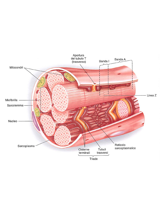 Il ferro influisce anche sulla capacità delle cellule muscolari di produrre energia