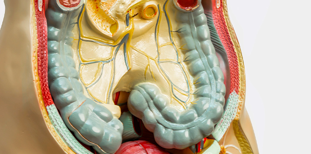 L'intestino va allenato a sopportare i carichi di carboidrati necessari per lo sforzo, cui però non è abituato (depositphotos.com)