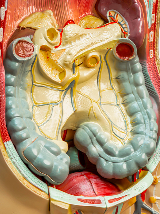 L'intestino va allenato a sopportare i carichi di carboidrati necessari per lo sforzo, cui però non è abituato (depositphotos.com)