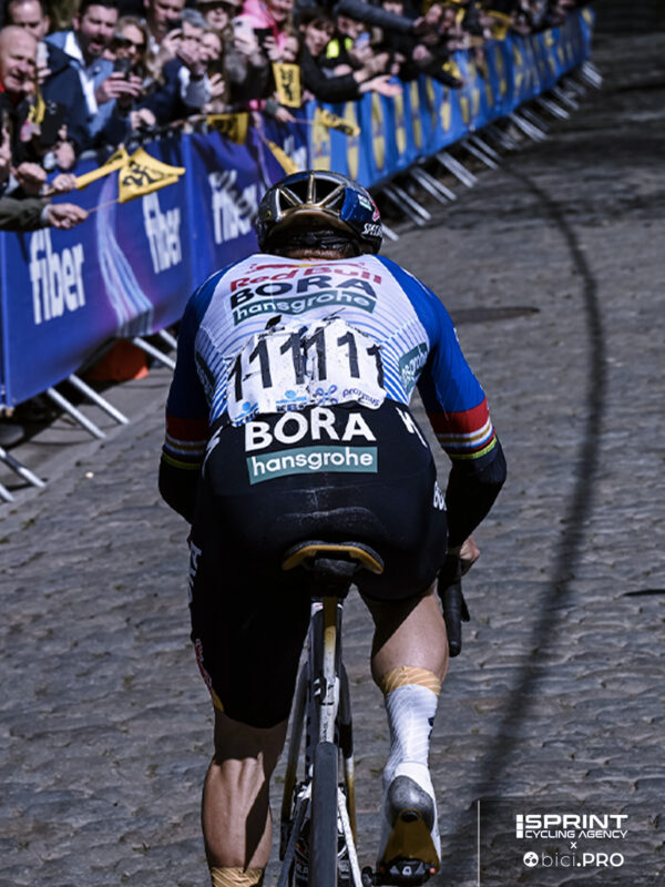 Remco Evenepoel, Fiandre 2026